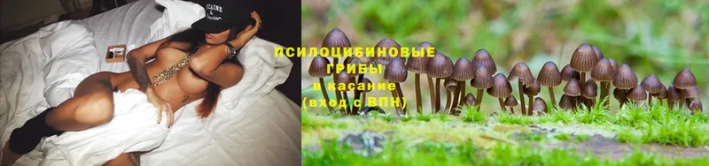 дарнет шоп  Гурьевск  Псилоцибиновые грибы Psilocybe 